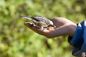 Chickadee Trying Seed