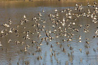 Flock Of Dowitchers Hg