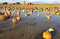 Flooded Field Of Pumpkins