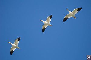 Snow Geese Flying Overhead