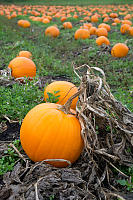 Pumpkins In Patch