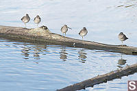 Long-Billed Dowitcher