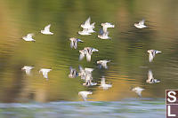 Dunlin Reflected With Fall Colours