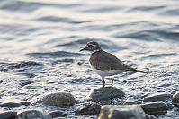 Killdeer At Oceans Edge