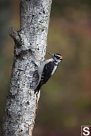 Male Hairy Woodpecker With Fall Colours