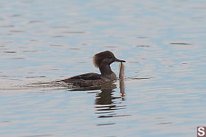 Immature Hooded Merganser With Fish
