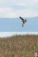 Northern Harrier Hunting Over Marsh