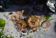 Aggregating Anemone In Tide Pool