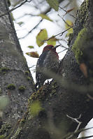 Red Breasted Sapsucker