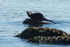 River Otter On Shallow Rock