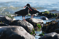 Two Black Oystercatchers