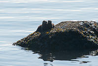 Two River Otters On Rock
