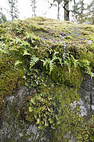 Ferns Shading Freckled Pelt Lichen