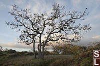 Four Oak Trees Without Leaves