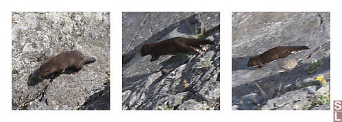 Mink Running By