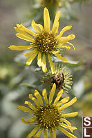 Oregon Gumplant Flowers