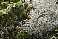 Reindeer Lichen Shading Out Moss