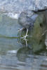 American Dipper With Reflection