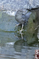 American Dipper With Reflection