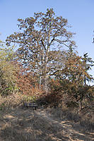 Bench Under Oak Tree