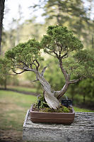 Chinese Juniper Bonsai