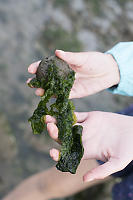 Sea Lettuce On Stone