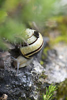 Snail Exploring Rocks