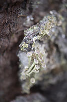 Tiny Cup Lichen