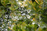 Water Drops On Spider Web