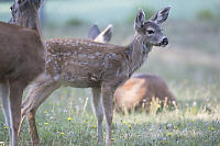 Young Deer