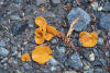 Orange Peel Fungus On Trail