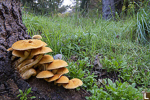Mushrooms Growing On Stump