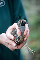 California Quail