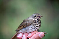 Hermit Thrush In Hand