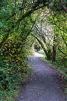 Light Coming Into Trail