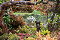 Maple Framing Pond Art