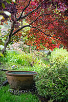 Maple Over Large Planter