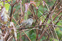 Ruby-Crowned Kinglet In Brush