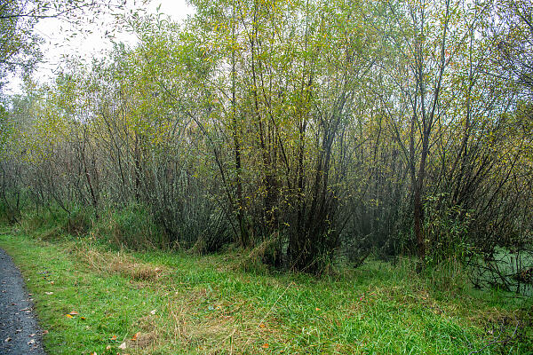 mainimage