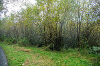 Willows Prefer Swamp