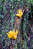 Staghorn Jelly Fungus