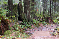 Stumps In New Growth