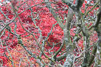 Bare Branches And Colour