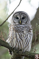 Barred Owl Looking At Me