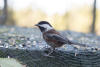 Chestnut-backed Chickadee