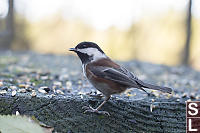 Chestnut Backed Chickadee