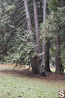 Barred Owl Low In Cedars