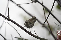 Purple Finch Female