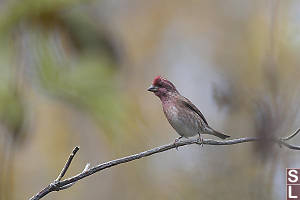 Purple Finch Male