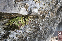 Maidenhair Fern Hiding In Rocks